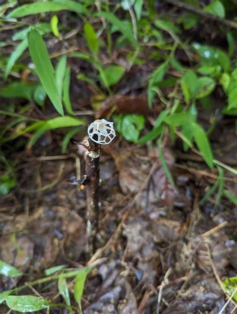 A growing community of mushroom-spotters is spotlighting fascinating ...