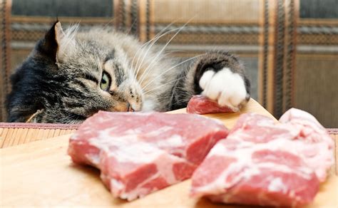 Are Cats And Dogs Omnivores Or Carnivores