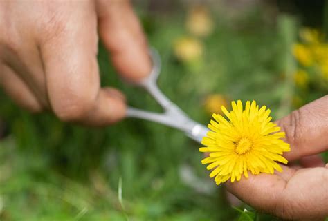 What Is the Best Time to Kill Dandelions in Lawns? A Guide
