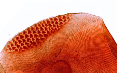 Free Digital Microscope Software 的图像结果