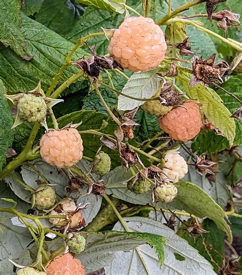 Image result for How to Support Raspberry Bushes