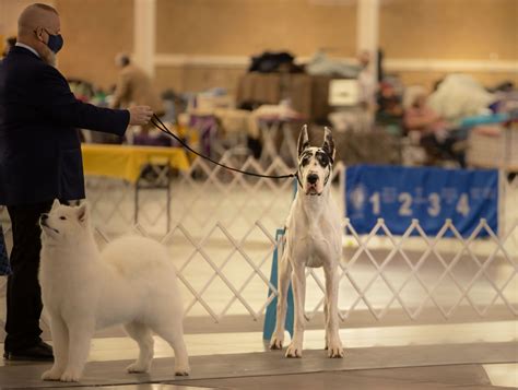 Foto Danes – Great Dane Breeder; Bing the Great Dane