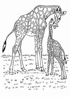 malvorlagen giraffen malvorlagen giraffen in afrika malvorlagen giraffen malvorlagen giraffen in afrika