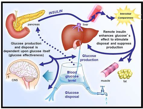 Frontiers | Origins and History of the Minimal Model of Glucose Regulation