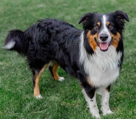 English Shepherd vs Australian Shepherd - Breed Comparison