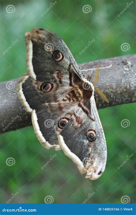 Giant Peacock Moth Saturnia Pyri Stock Photo - Image of pavoniella ...