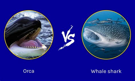 What Is Common In Whale Seal And Shark at Emily Jenkins blog