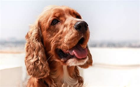 Download wallpaper 3840x2400 english cocker spaniel, dog, muzzle ...