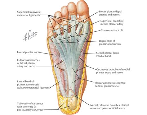 Foot Diagram 的图像结果