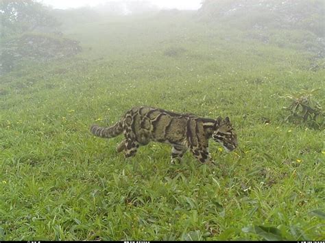 Elusive Clouded Leopard Spotted At 3700m Altitude In Nagaland Village ...
