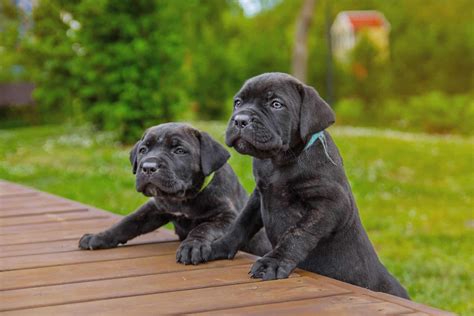 Cane Corso Cost 的图像结果