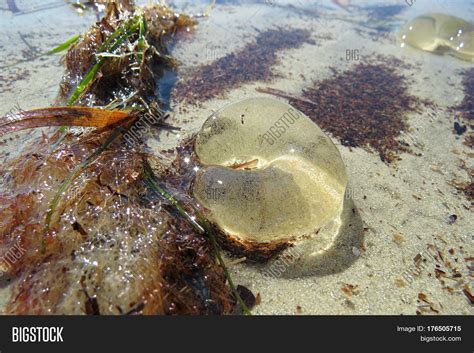 Jelly Fish Egg Sac at Carrie Perez blog