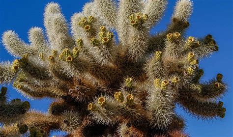 Teddy Bear Cholla Attacks