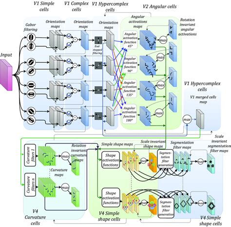 Image result for Processing of Visual Information Pathway