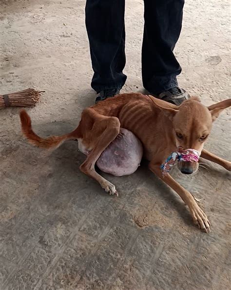 Animal rescue in una(+91 93175-50543) Himachal Pradesh
