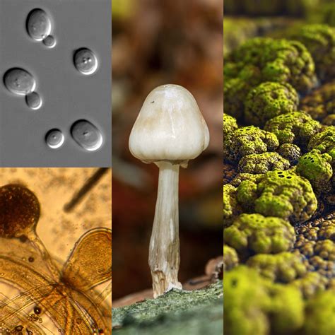 Kingdom protista and fungi — lesson. Science CBSE, Class 9.