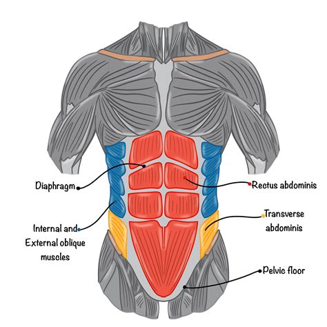 Muscles of Abdomen and Back for a Fitness App | Abdominal muscles ...