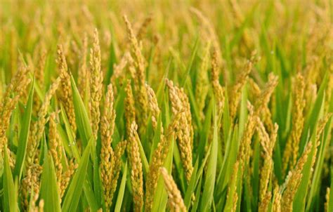 稻谷是如何变成大米的,稻谷怎样形成大米的,大米的由来(第5页)_大山谷图库