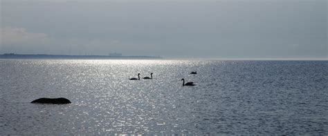 Survey 2024 | Notes | Suhaib Bin Younis