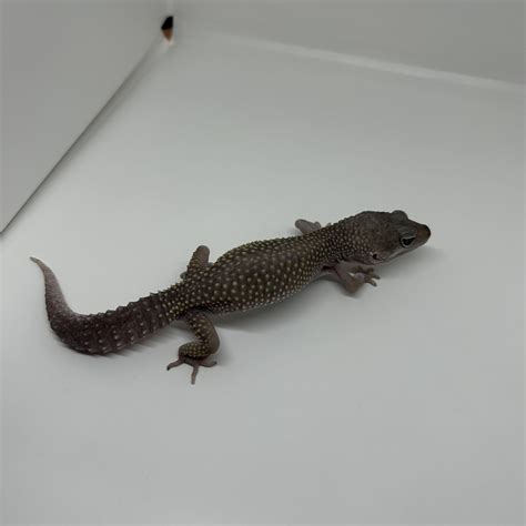 Leopard Gecko Adult Blizzard Female - Predator and Prey Exotics