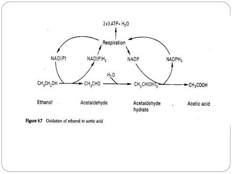 Acetic acid fermentation[1] | PPT