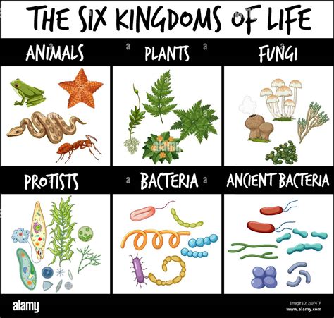 The 6 Kingdoms Of Life Chart - Tracking