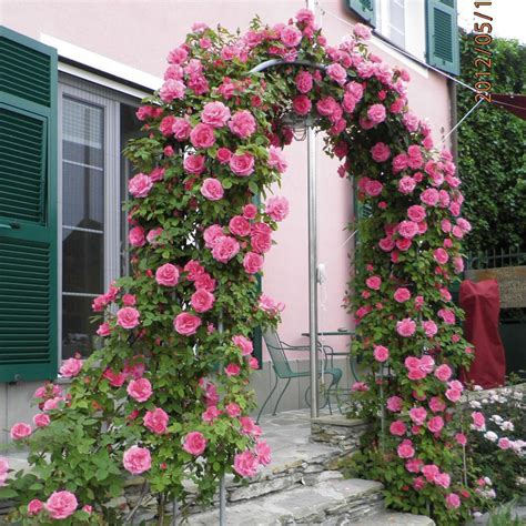 Zéphirine Drouhin | Thornless climbing roses, Climbing roses, Thornless ...