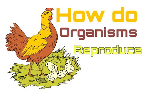 Image result for How Do Organisms Reproduce Class 10 Explanation