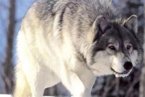 【科普】西伯利亚的顶级食肉猛兽，西伯利亚平原狼