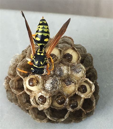 Yellow Jacket Nest In Ground