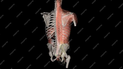 Premium Photo | The superior cluneal nerves are pure sensory nerves ...