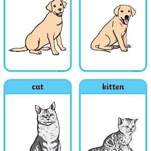 Animals and Their Young Matching Picture Cards - Twinkl