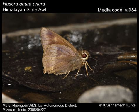 anura | Butterfly