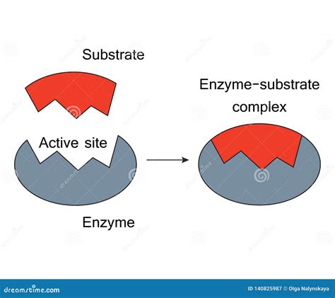 Enzyme Activity Process 的图像结果