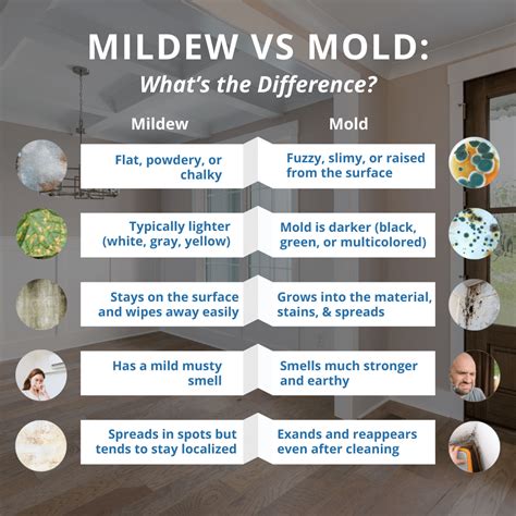 Mildew vs Mold: Key Differences Every Homeowner Should Know | Q&A Home ...
