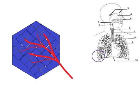Image result for Chest X-Ray Tutorial