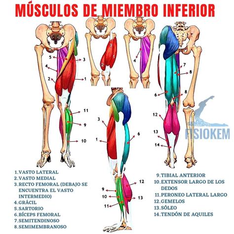 Pin by Vania on Apuntes🩺 | Medical school stuff, Medical knowledge ...