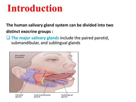 Salivary glands role | PPT