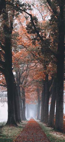 Tree Wallpaper Iphone 11 by Tree Branch And Trees Painting Iphone 11 Wallpapers Free Tree Wallpaper Iphone 11