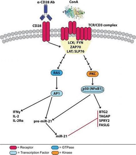 Image result for Lymphocyte Lineage Modulator