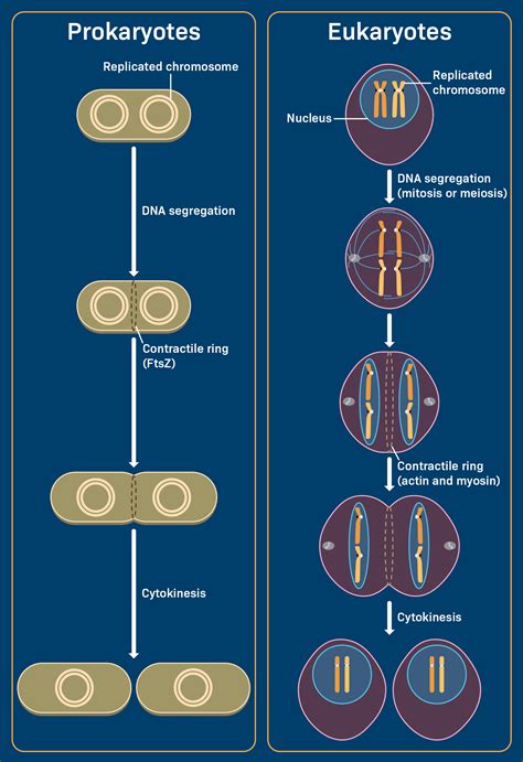 How Do Prokaryotes Reproduce