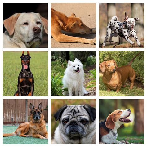 11 Cheapest Dog Breeds in India With Price - MyLilPaw