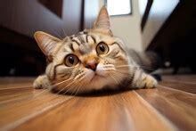 Image result for Cat Using Computer Meme