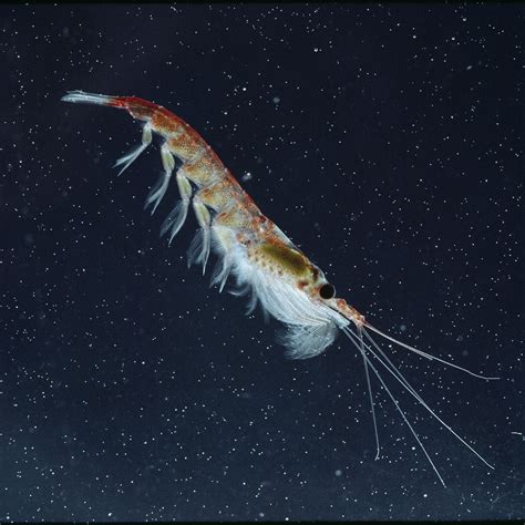 Antarctic Krill Food Chain