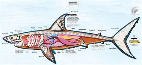 Image result for Algorithm Description Document