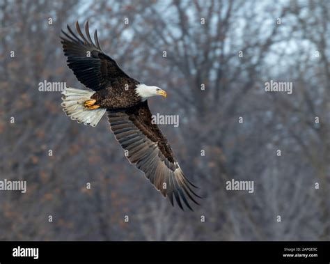 Bald eagle flying through trees hi-res stock photography and images - Alamy