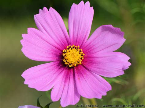 Fleur : définition, anatomie, rôle, photos, utilisations... – AquaPortail