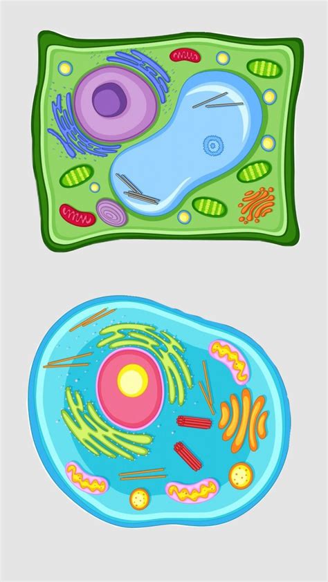 Cell Structure Drawing 的图像结果