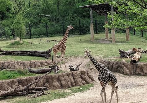 Homeschoolers East Dallas Zoo Day!, Dallas Zoo, 28 June 2024 | AllEvents.in
