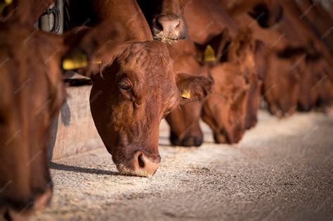 Cow Fodder 的图像结果